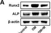 Detection of Alkaline Phosphatase/ALPL by Western Blot