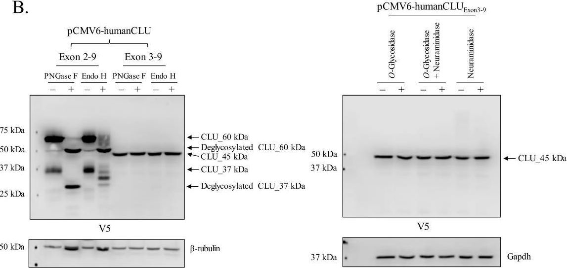 Detection of Human Clusterin by Western Blot