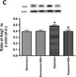 Detection of Rat VEGF by Western Blot
