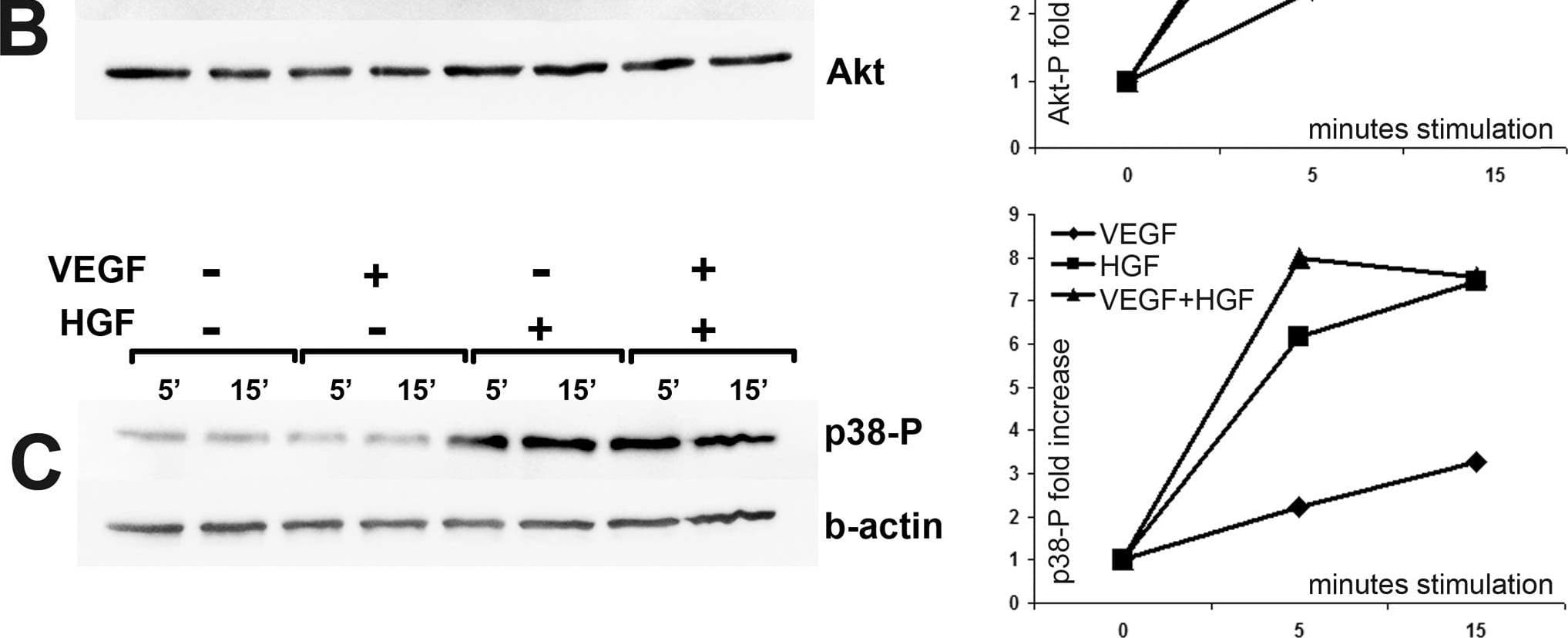 Detection of HGF by Western Blot