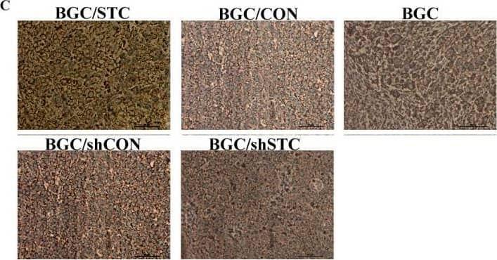 Detection of Mouse Stanniocalcin 1/STC-1 by Immunocytochemistry/Immunofluorescence
