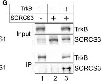 Detection of Chinese hamster SorCS3 by Western Blot