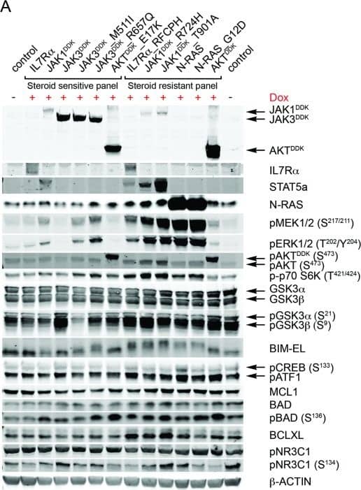 Detection of Human IL-7R alpha/CD127 by Western Blot