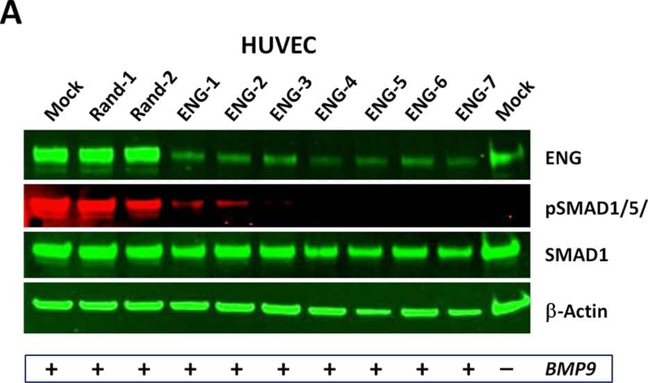 Detection of BMP-9 by Western Blot