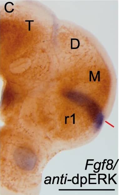 Detection of Mouse Human/Mouse FGF-8 Antibody by Immunohistochemistry