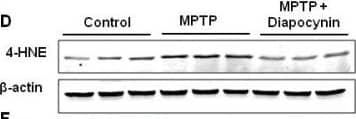 Detection of Mouse 4-Hydroxynonenal by Western Blot
