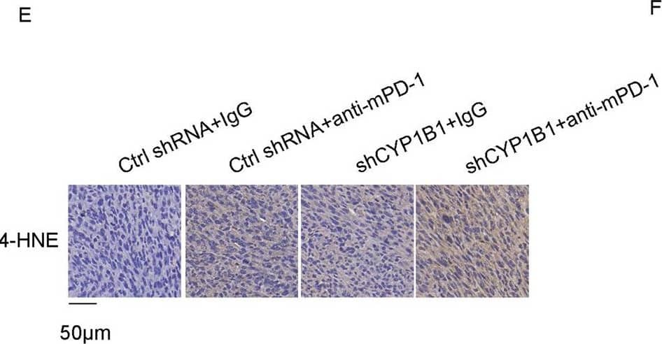 Detection of 4-Hydroxynonenal by Immunohistochemistry