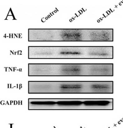 Detection of Mouse 4-Hydroxynonenal by Western Blot
