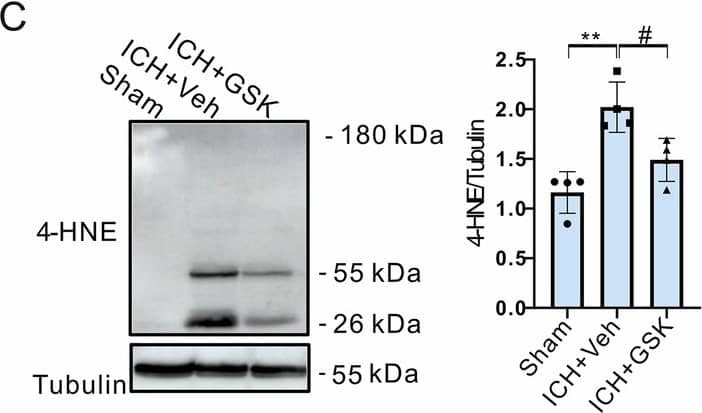 Detection of Mouse 4-Hydroxynonenal by Western Blot