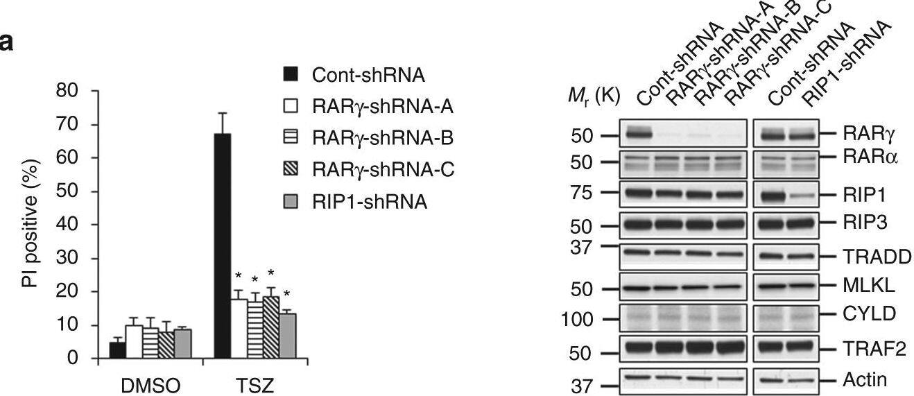 Detection of TRAF-2 by Western Blot