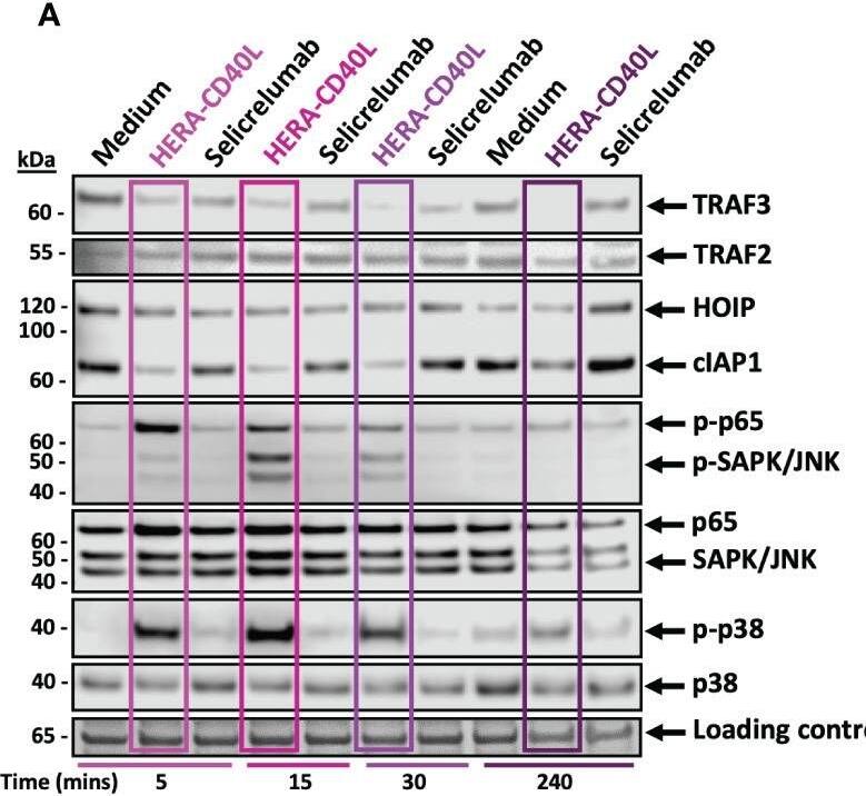Detection of TRAF-2 by Western Blot