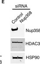 Detection of HSP90 by Western Blot