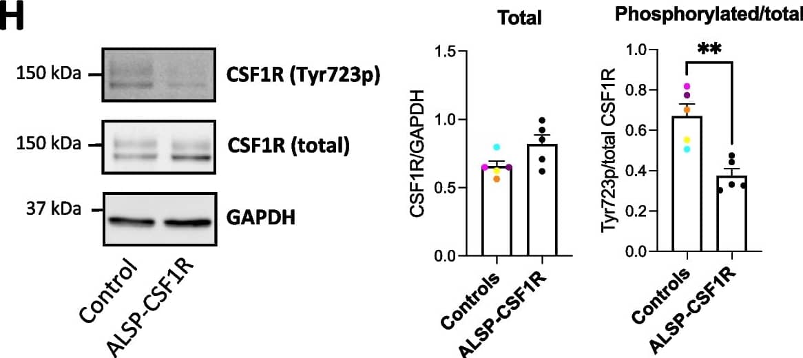 Detection of M-CSF R/CD115 by Western Blot