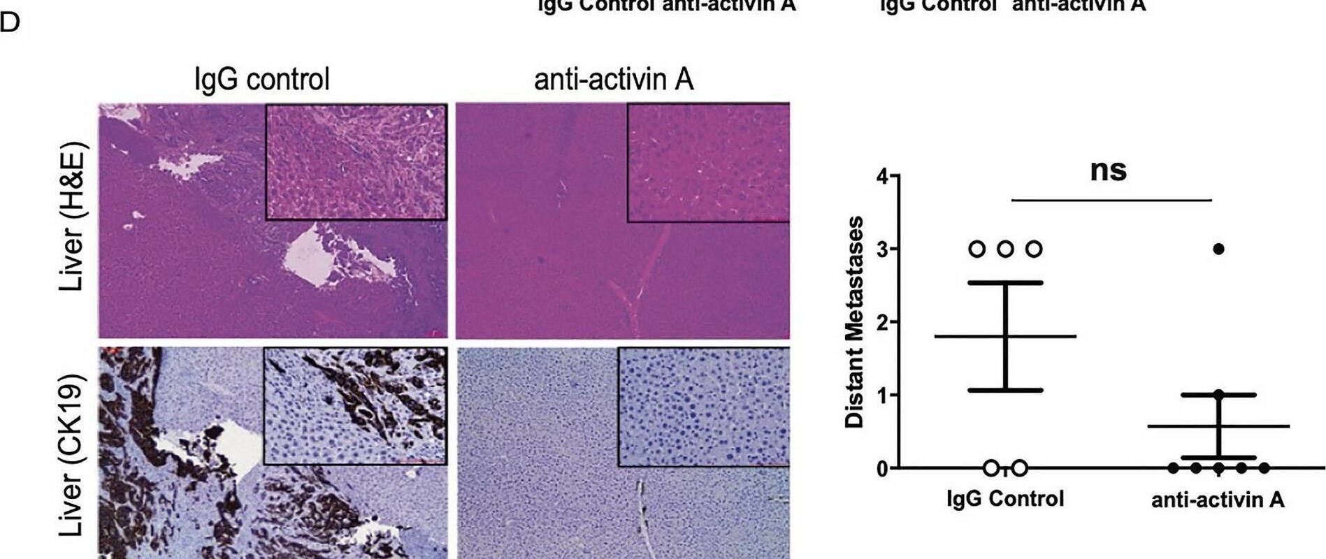 Detection of Activin A  betaA subunit by Immunohistochemistry