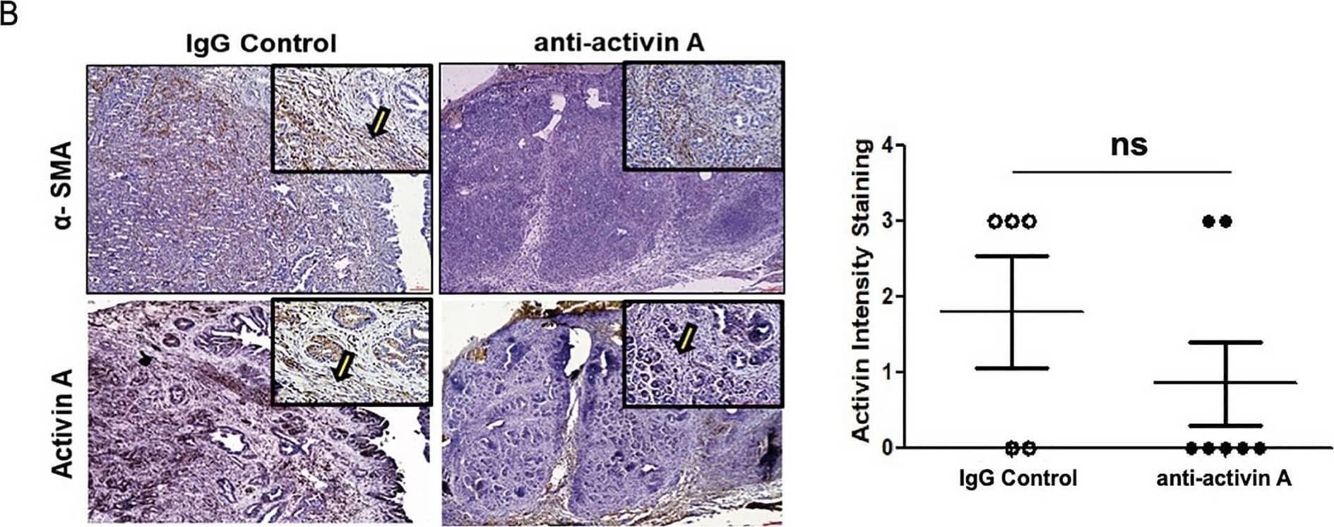 Detection of Activin A  betaA subunit by Immunohistochemistry