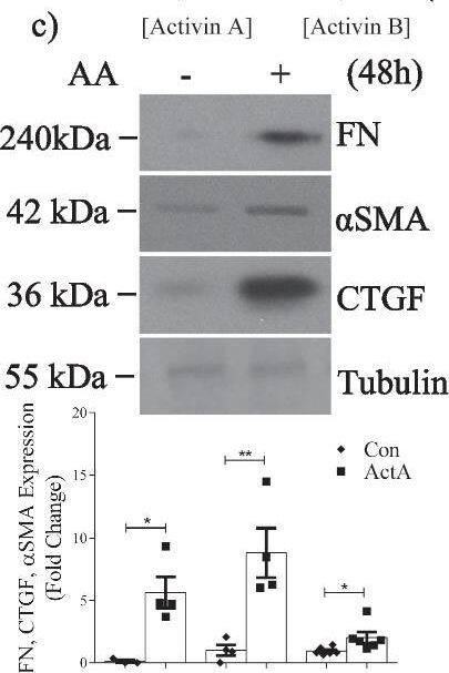 Detection of Activin A  betaA subunit by Western Blot
