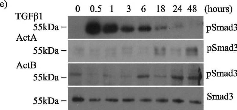 Detection of Activin A  betaA subunit by Western Blot