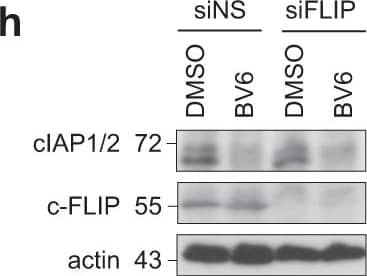 Detection of Human cIAP (pan) by Western Blot