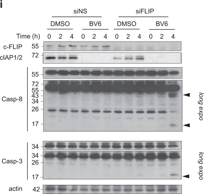 Detection of Human cIAP (pan) by Western Blot