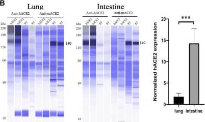 Detection of Mouse ACE-2 by Simple Western