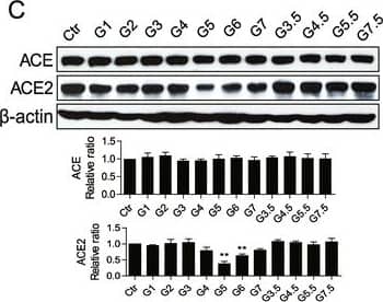 Detection of ACE-2 by Western Blot