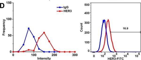 Detection of ErbB3/Her3 by Flow Cytometry