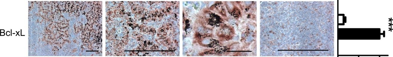 Detection of Human Human/Mouse CXCL12/SDF-1 Antibody by Immunohistochemistry