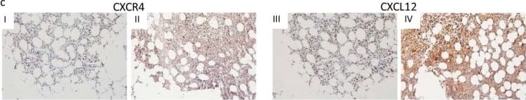 Detection of Human CXCL12/SDF-1 by Immunocytochemistry/Immunofluorescence
