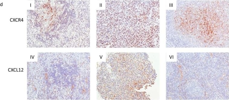 Detection of Human CXCL12/SDF-1 by Immunocytochemistry/Immunofluorescence