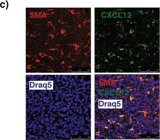 Detection of Mouse CXCL12/SDF-1 by Immunohistochemistry
