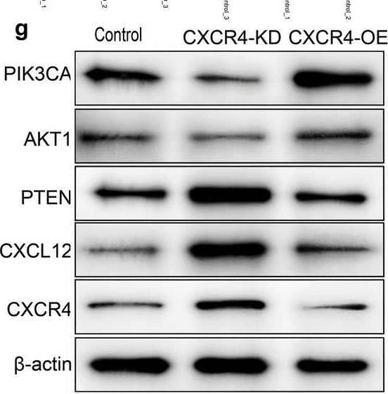 Detection of CXCL12/SDF-1 by Western Blot
