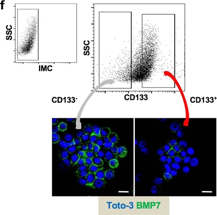 Detection of Human BMP-7 by Immunocytochemistry/Immunofluorescence