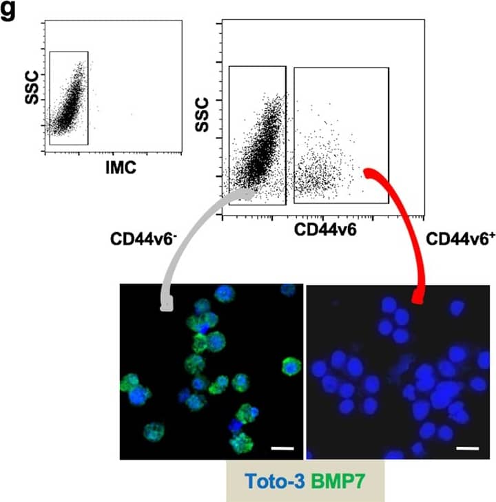 Detection of Human BMP-7 by Immunocytochemistry/Immunofluorescence