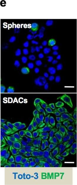 Detection of Human BMP-7 by Immunocytochemistry/Immunofluorescence