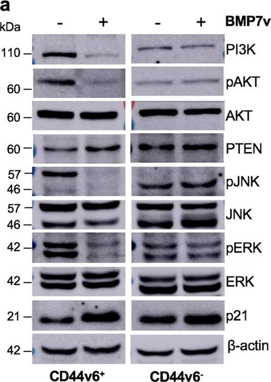 Detection of Human BMP-7 by Western Blot