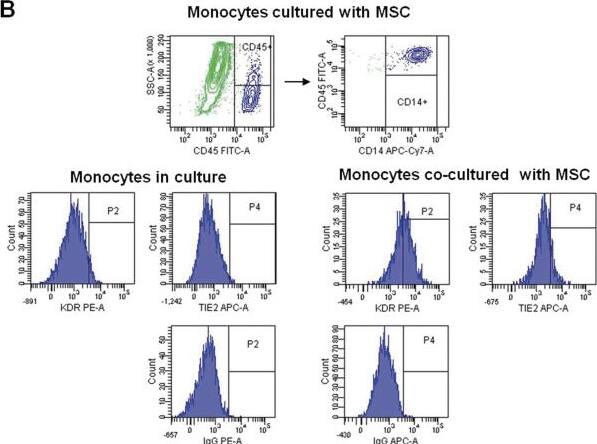 Detection of VEGFR2/KDR/Flk-1 by Flow Cytometry