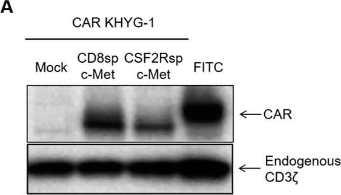 Detection of HGFR/c-MET by Western Blot