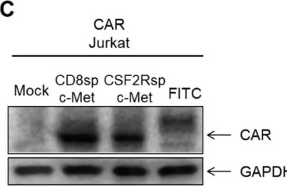 Detection of HGFR/c-MET by Western Blot