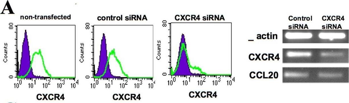 Detection of CCL20/MIP-3 alpha by Flow Cytometry