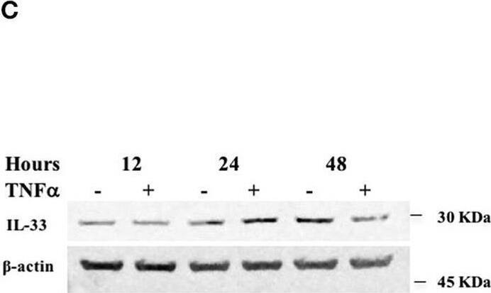 Detection of IL-33 by Western Blot