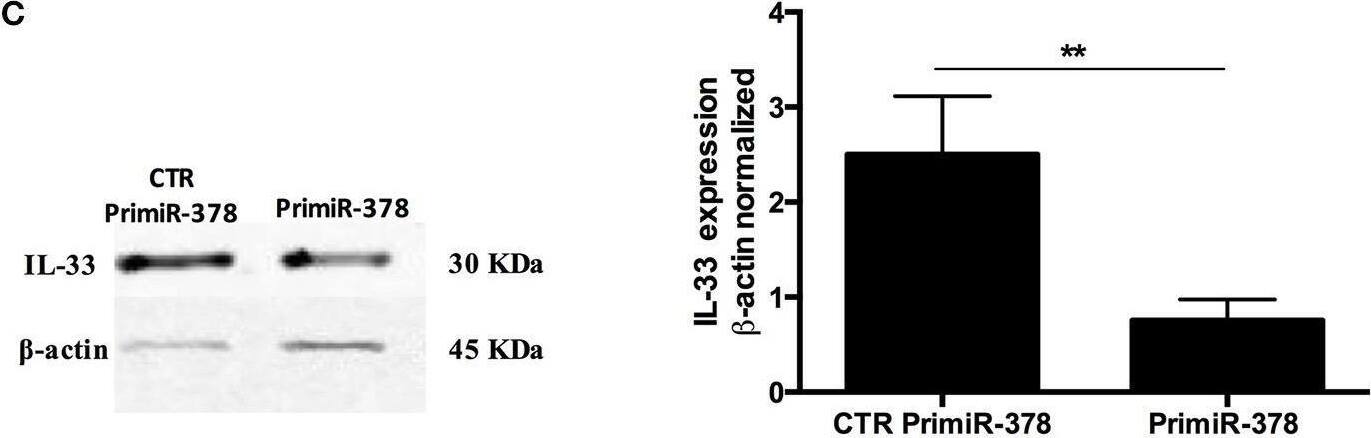 Detection of IL-33 by Western Blot