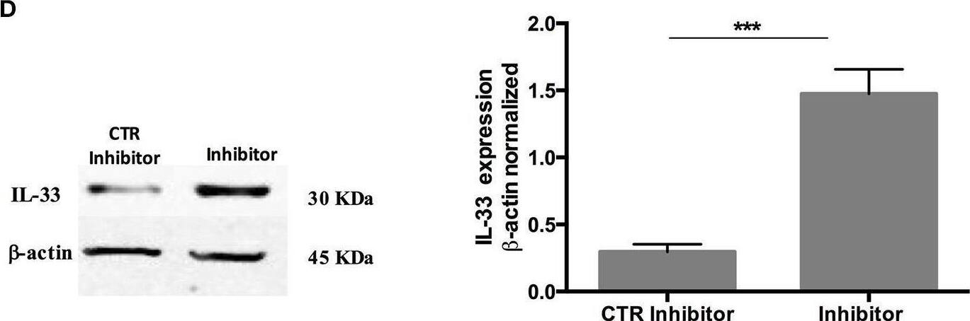 Detection of IL-33 by Western Blot