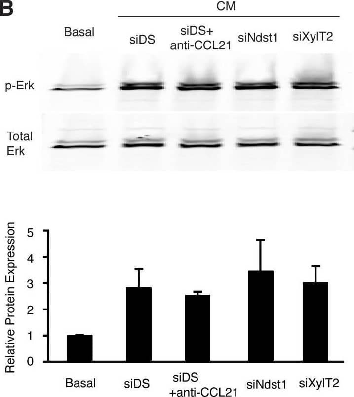 Detection of CCL21/6Ckine by Western Blot