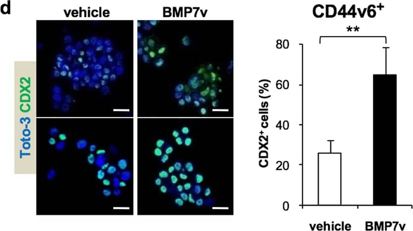 Detection of Human CDX2 by Immunocytochemistry/Immunofluorescence