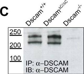 Detection of Mouse Human DSCAM Long Isoform Antibody by Western Blot