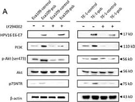 Detection of NGFR/TNFRSF16 by Western Blot