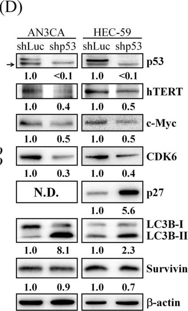 Detection of c-Myc by Western Blot