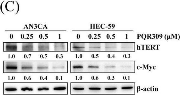 Detection of c-Myc by Western Blot