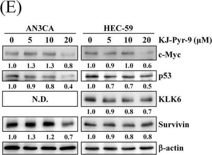 Detection of c-Myc by Western Blot