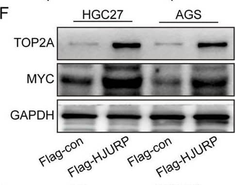 Detection of c-Myc by Western Blot